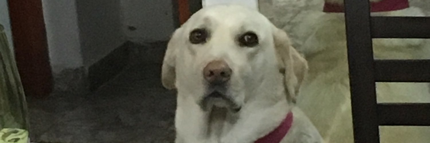 AdaPerotti1's profile banner image