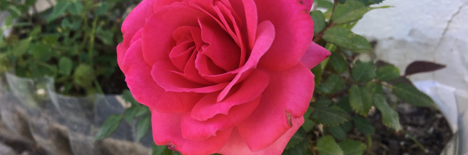 luzriego's profile banner image