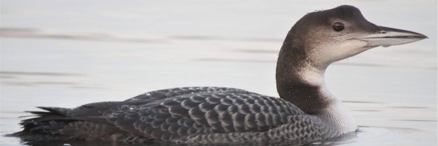 Bucks Bird Alert banner