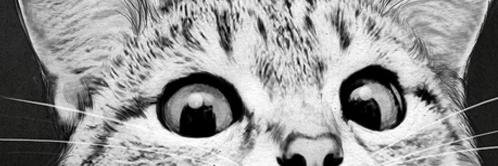 🍒 Dominique Rosales banner