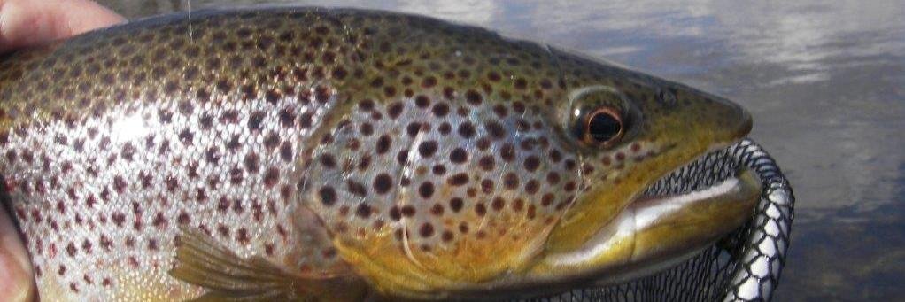 durhamflyfishco's profile banner image