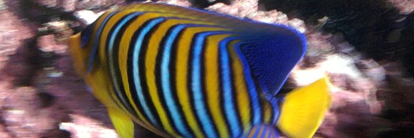 piache314 Profile Banner