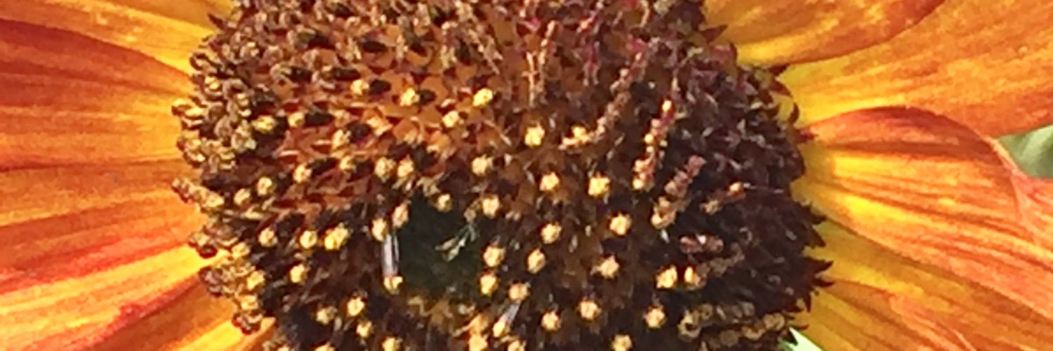 Elaine Loughlin banner