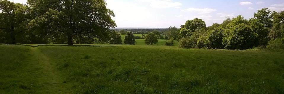 Sunday Spaniels banner