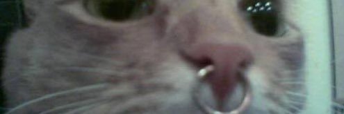 InHeartsBlue's profile banner image