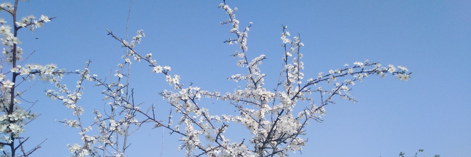 ElmsteadWeather's profile banner image