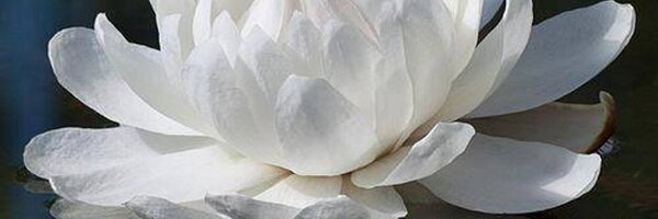 FajerSaeed Profile Banner