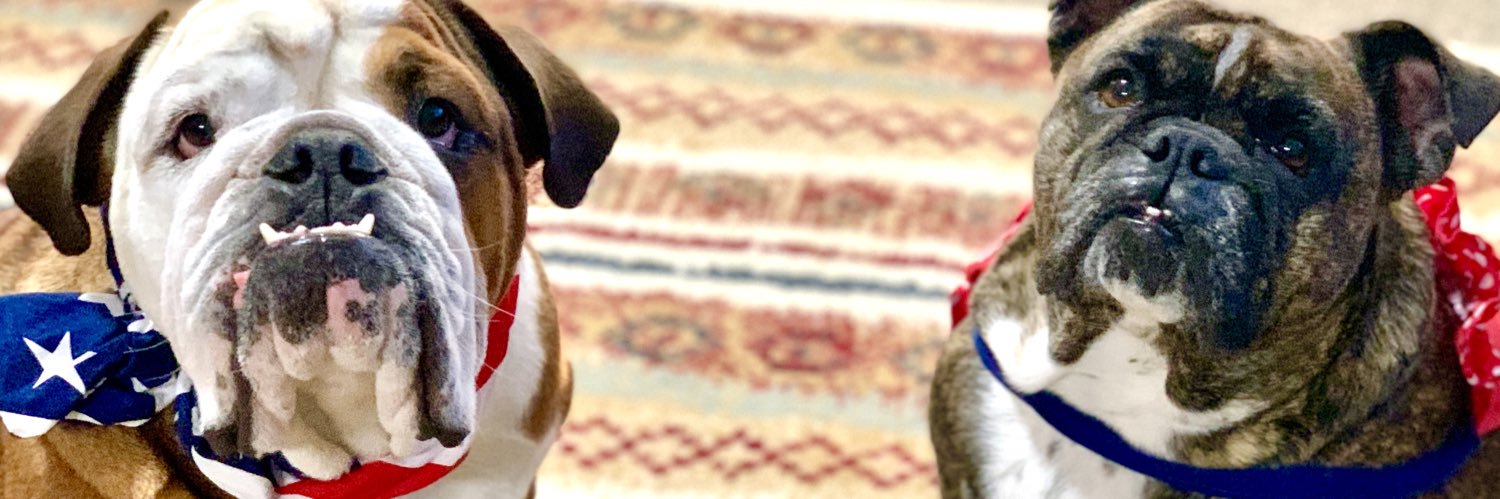 BrindleDaisy's profile banner image