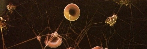 DrAnnaW_lab Profile Banner