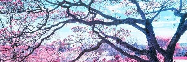 Linka_Malvinka's profile banner image