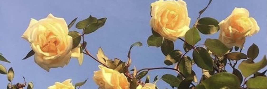 wolfmckayla's profile banner image