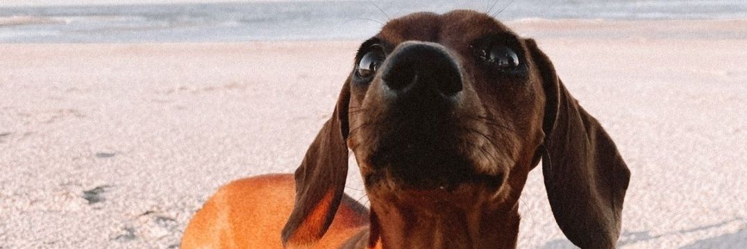 Florenciattoled's profile banner image
