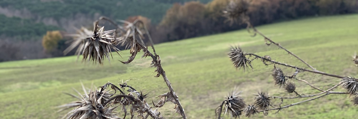 Yasemin D. Karaca banner