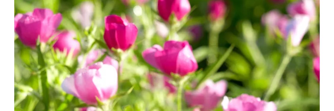 Pink Girl banner