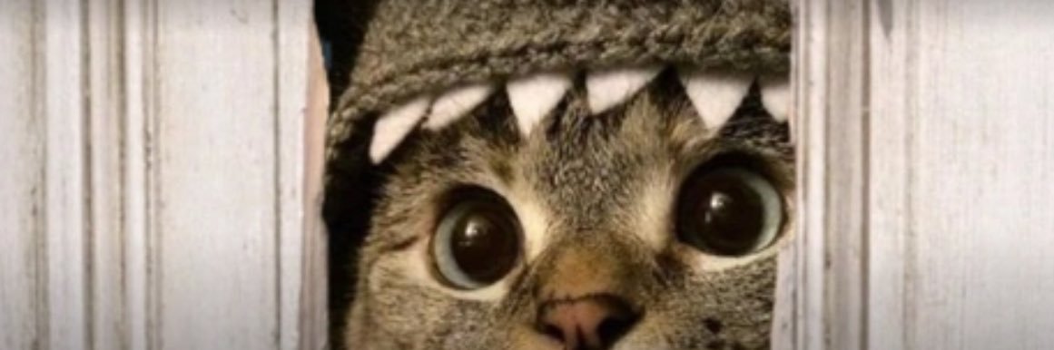 Sassoo 🦈😽 banner