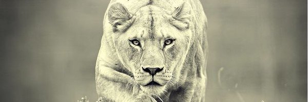 NDwarka1 Profile Banner