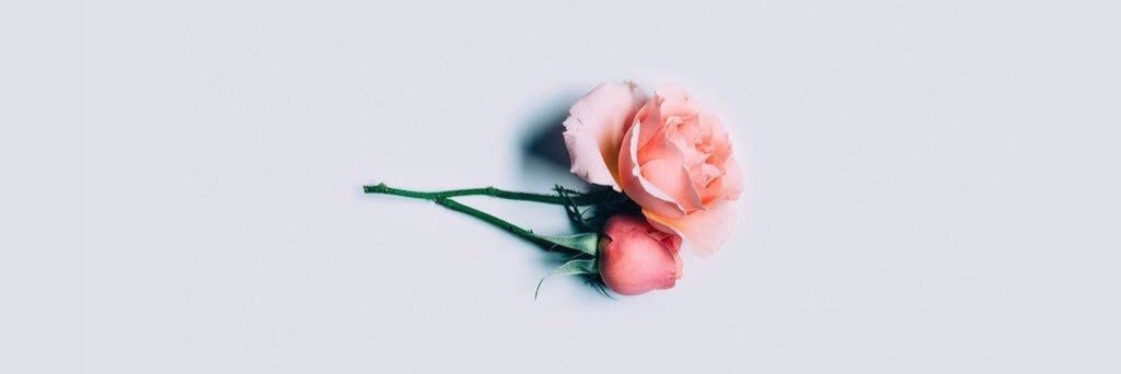 alessandra. banner