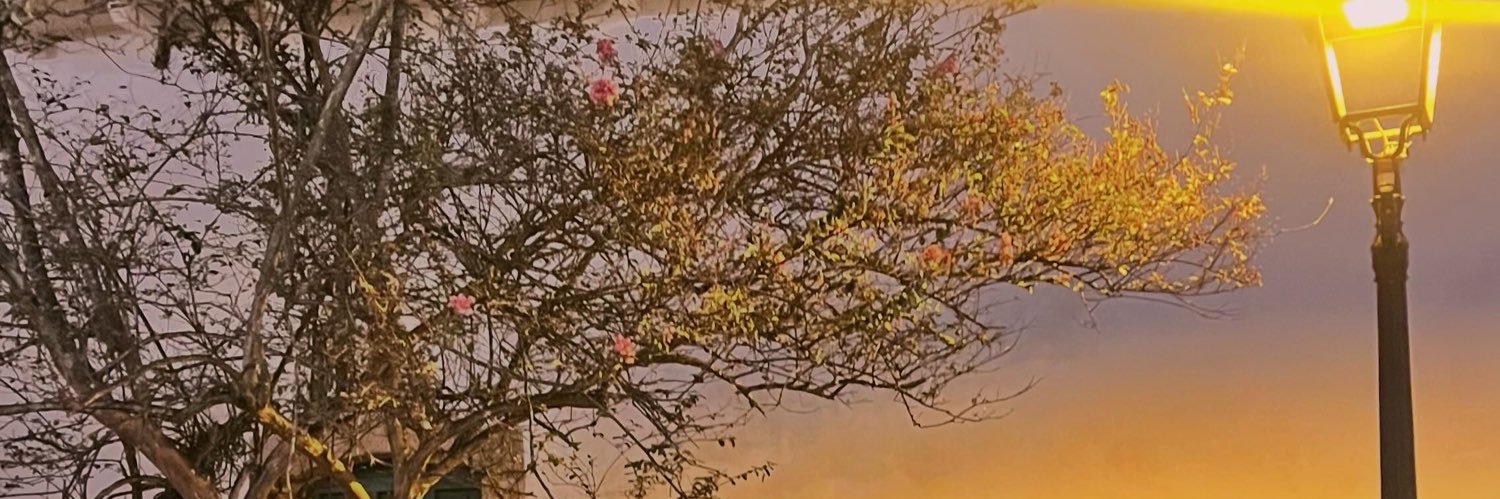 Rayane_Reiss's profile banner image