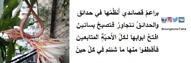 BourgeonsTaha's profile banner image