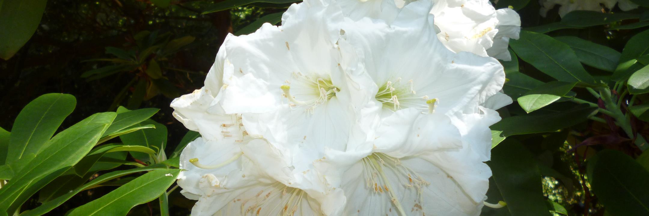 patricia gale banner