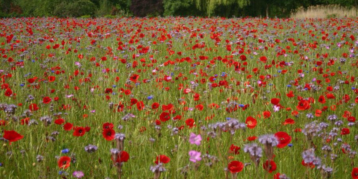 LittleGardenCom's profile banner image