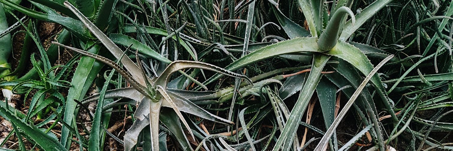 Elina Larsson banner