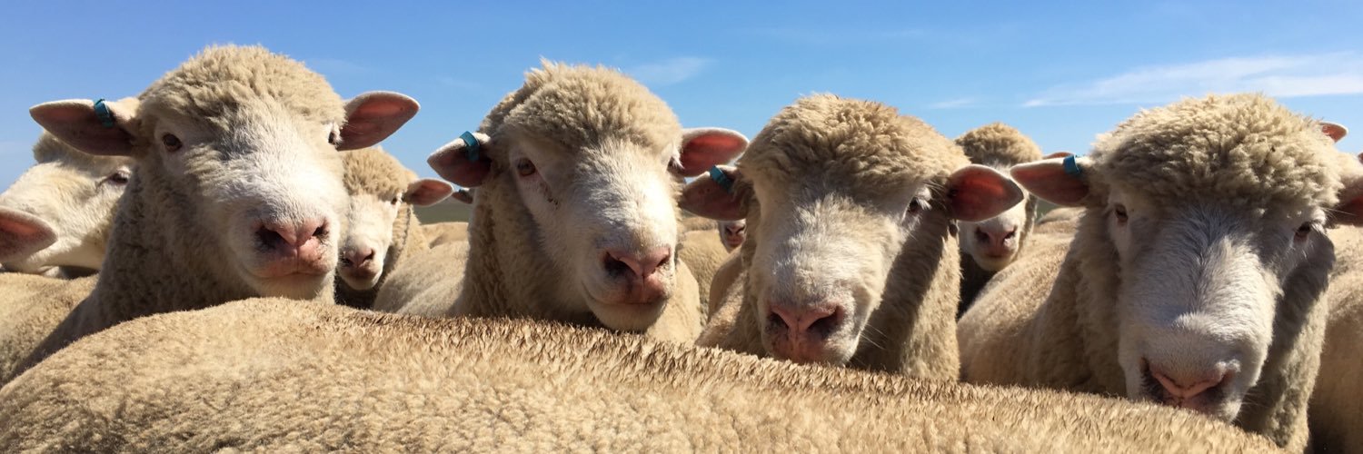 Sheepstud's profile banner image