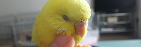 hantamago_go_ Profile Banner