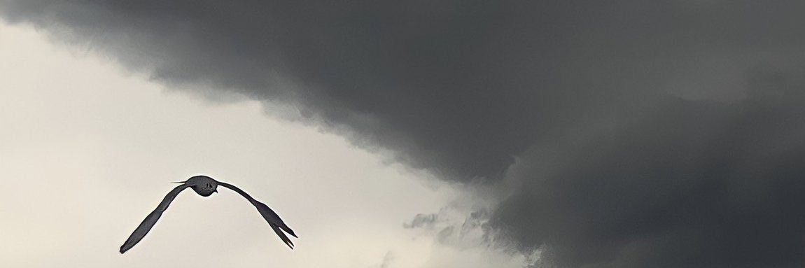 meromgh_i's profile banner image