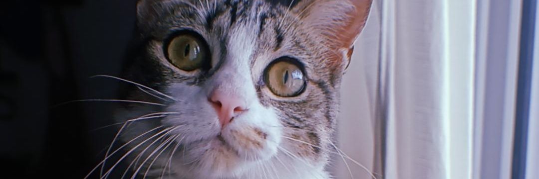 FlorDTilcara's profile banner image