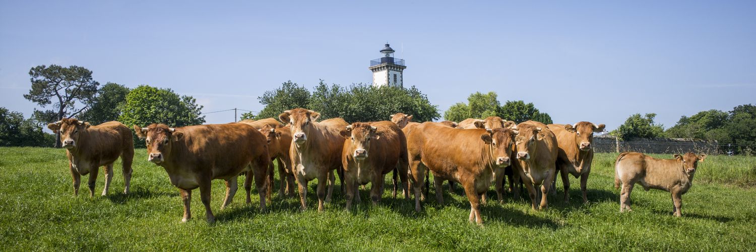 INTERBEV BRETAGNE banner