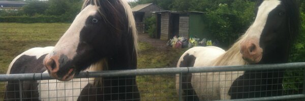 rufusracehorse Profile Banner