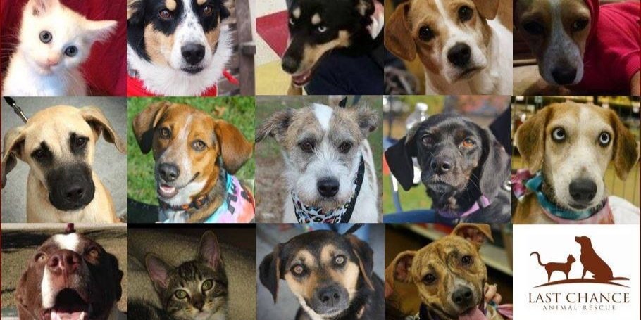 ucansavedogs banner