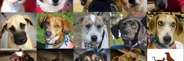 ucansavedogs Profile Banner