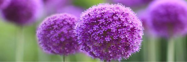 MarcelaLagarde1 Profile Banner