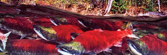 Wild Salmon Caravan banner