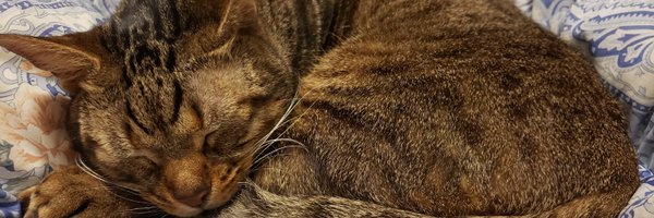 ALPACAsan29 Profile Banner