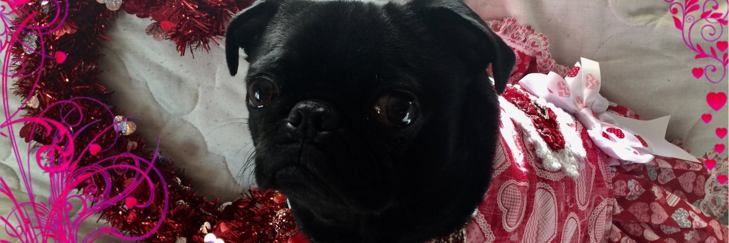 MissHarleyPug's profile banner image