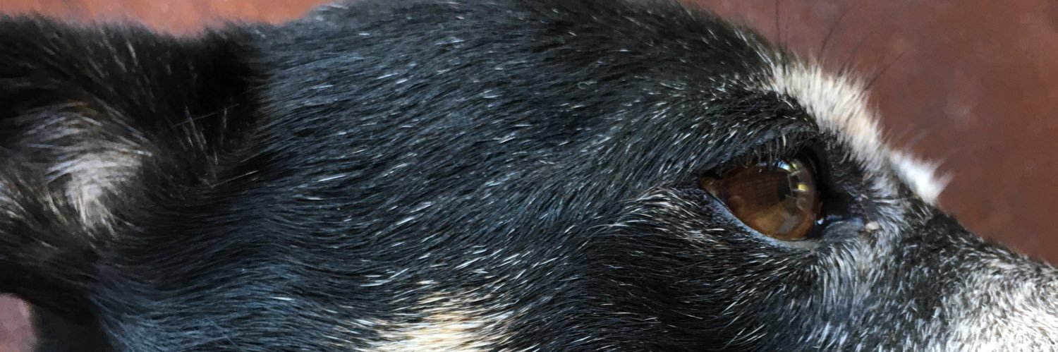 Iris_Mor's profile banner image