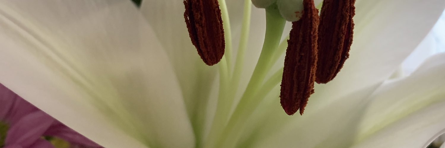 laiaacarcelle's profile banner image