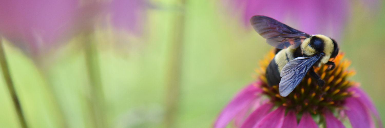 Beesponsible banner