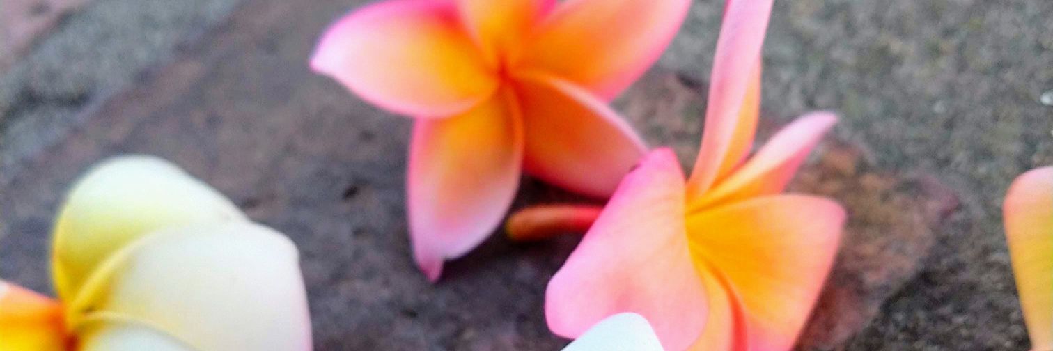 Paulinae22's profile banner image