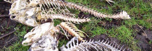 Save UK Fisheries banner