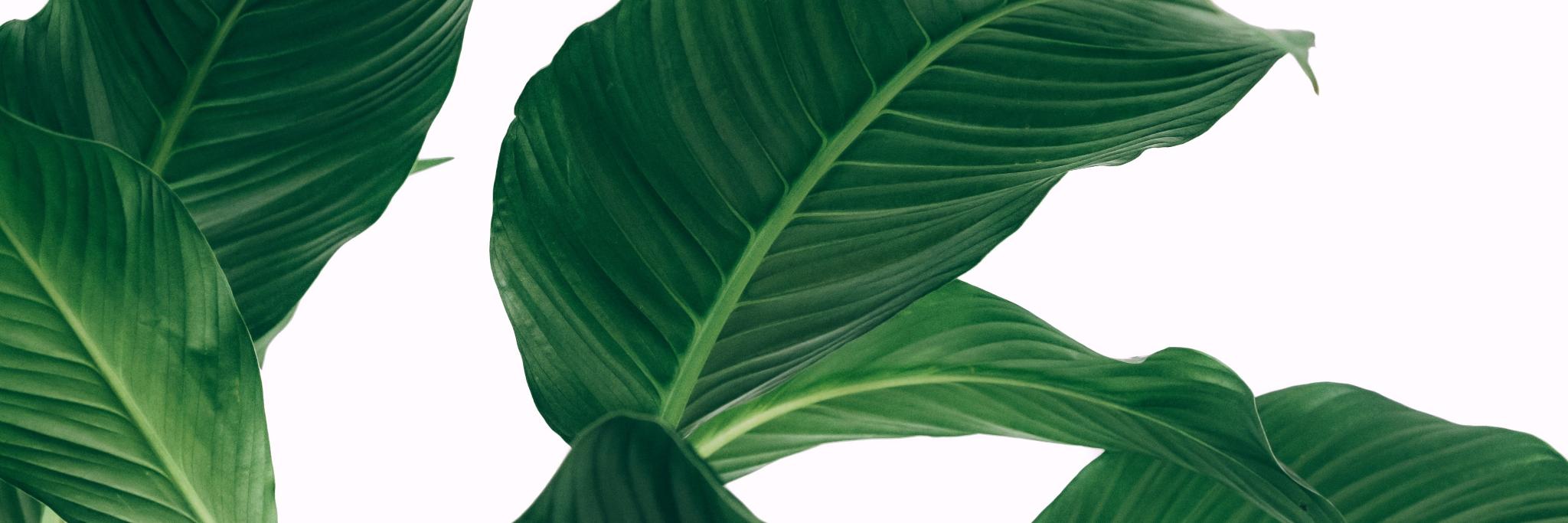 simple_aligned's profile banner image