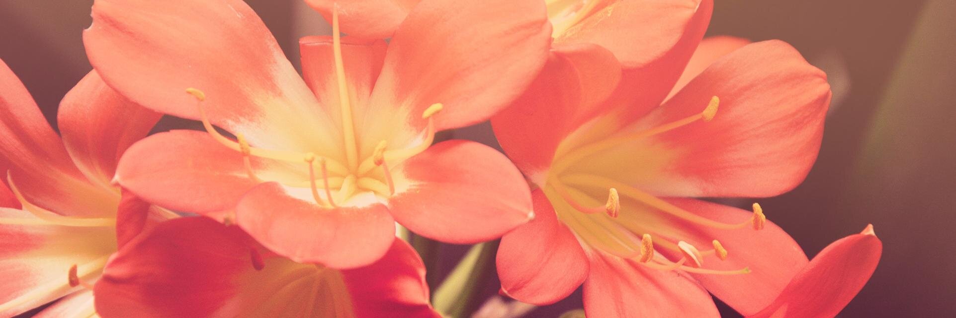 dlimpid's profile banner image