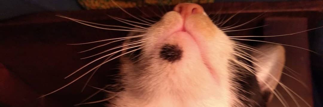 Lolett's profile banner image