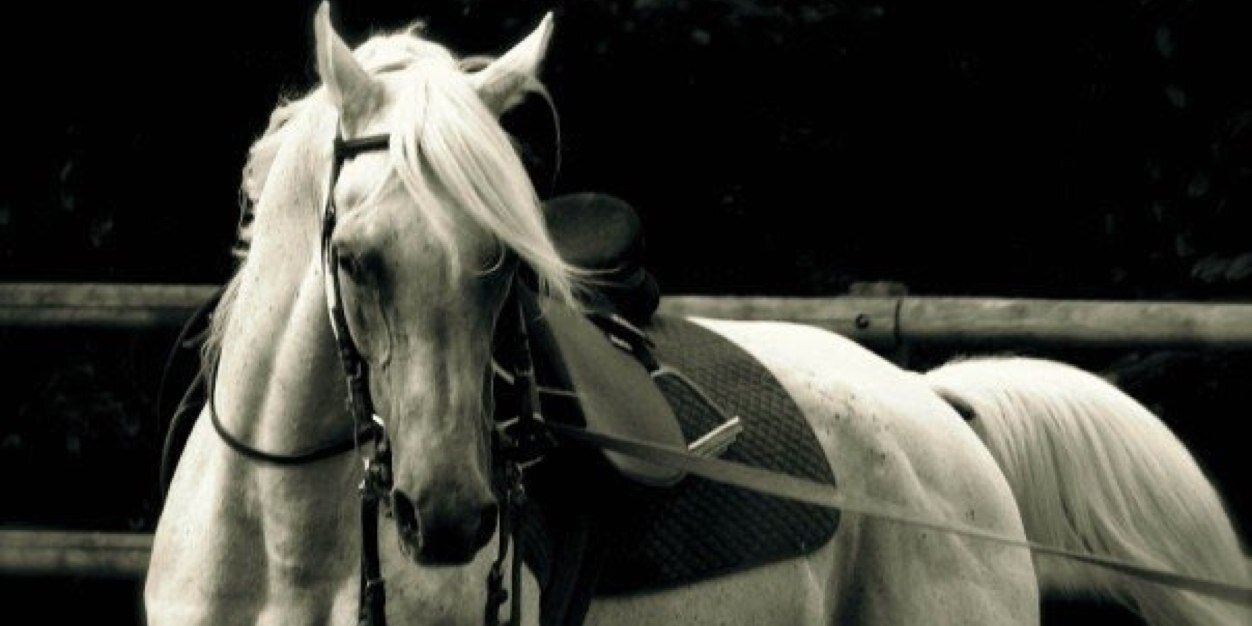 GentleSsal's profile banner image