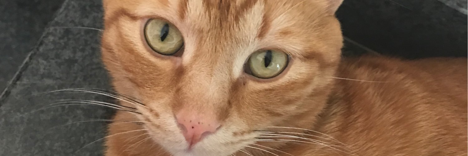 fedezstattoos's profile banner image