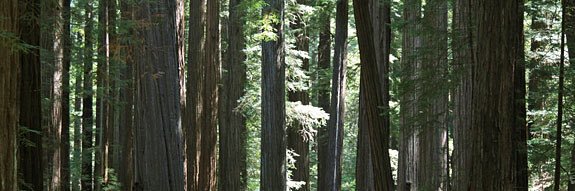 treehugger banner