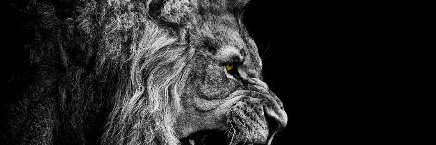 LewisWitt_'s profile banner image